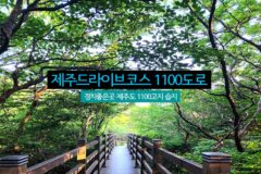 제주드라이브코스 1100도로 경치좋은곳 제주도 1100고지 습지
