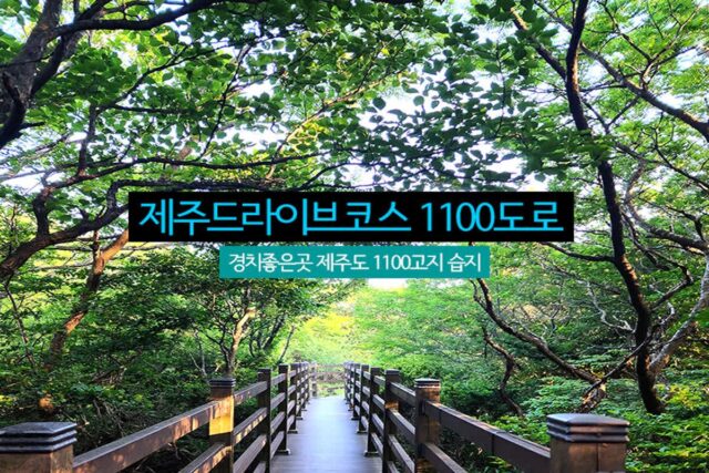 제주드라이브코스 1100도로 경치좋은곳 제주도 1100고지 습지