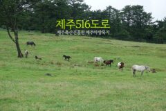 제주도 여행 제주516도로 제주축산진흥원 제주마방목지