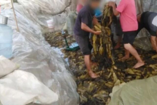“경악스럽다” SNS에서 확산 중이라는 ‘중국 고춧가루 공장’ 영상