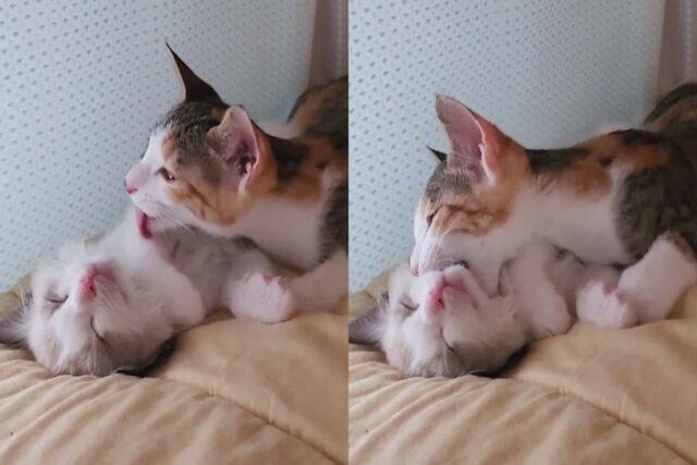 동생한테 그루밍해주다 반응 없자 깨물고 잡아당기는 고양이..’형제 잃은 트라우마 남아서’