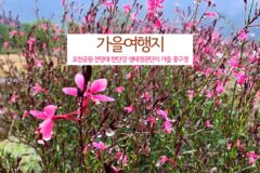 서울근교 가을여행지 포천공원 전망대 한탄강 생태경관단지 가을 꽃구경