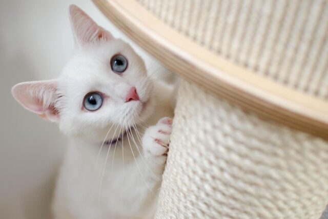 고양이 성격은 집사의 거울?..“고양이 보면 집사 알 수 있다”