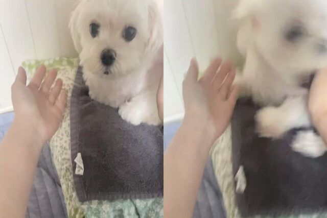 ‘역시 말티즈는 참지 않지…’ 어떻게 될지 알면서 강아지한테 손 내민 견주의 최후
