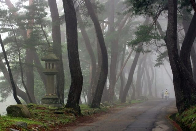 부산 근교 여행지 양산 가볼만한곳 통도사 무풍한송로 소나무숲