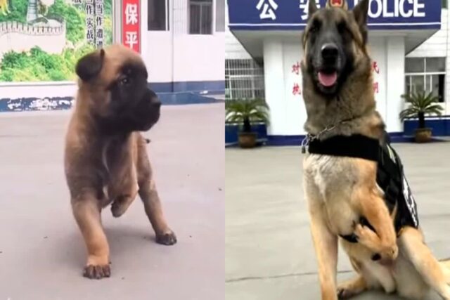 다리 장애 가지고 태어나 안락사 선고 받았던 강아지…지금은 누구보다 용맹한 경찰견