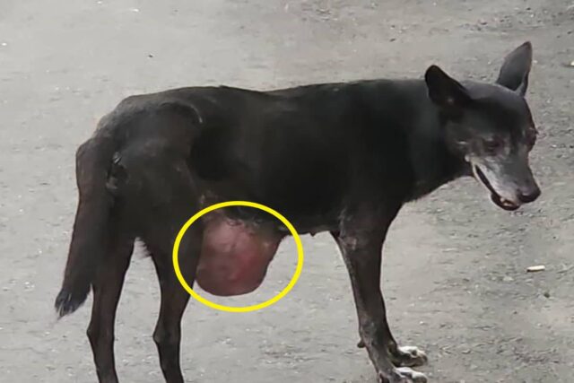 메론 만한 종양 달고 다닌 떠돌이개..새 삶 선물한 동네 아주머니