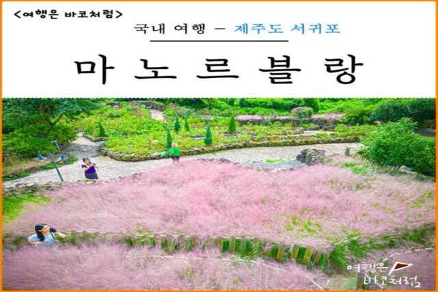 제주도 서쪽 코스 가볼만한곳 10월 마노르블랑 카페, 제주 핑크뮬리 입장료