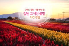 강원도 철원 가볼 만한 곳 철원 고석정 꽃밭 꽃구경 야간 관람