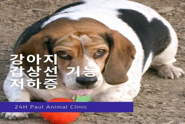 강아지 갑상선 기능 저하증 A to Z