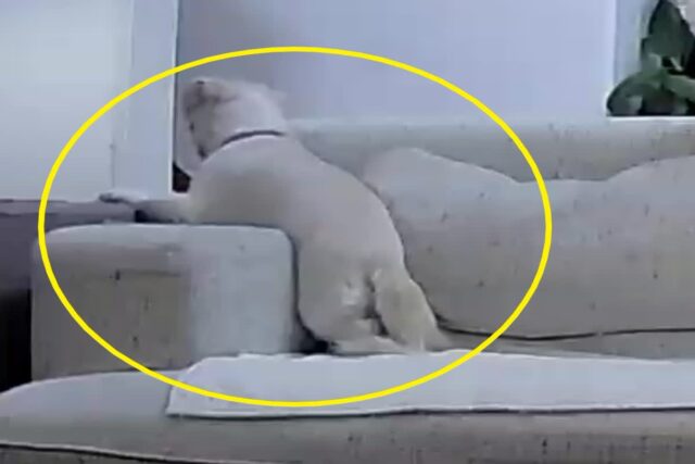 주인 귀가 1시간 전부터 현관만 본 강아지..귀가 서두른 견주