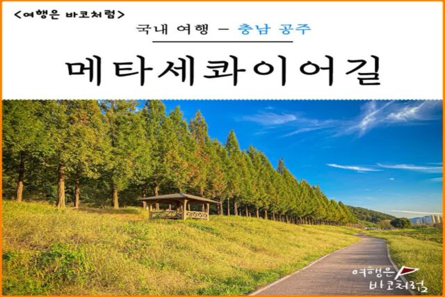 공주 메타세콰이어길 가볼만한곳 정안천 생태공원 주차 가능 단풍 명소