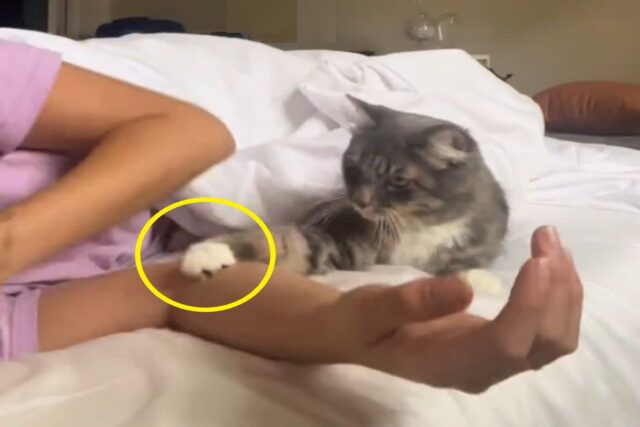 안아달라고 집사의 팔 툭 친 개냥이..`품안의 고양이`