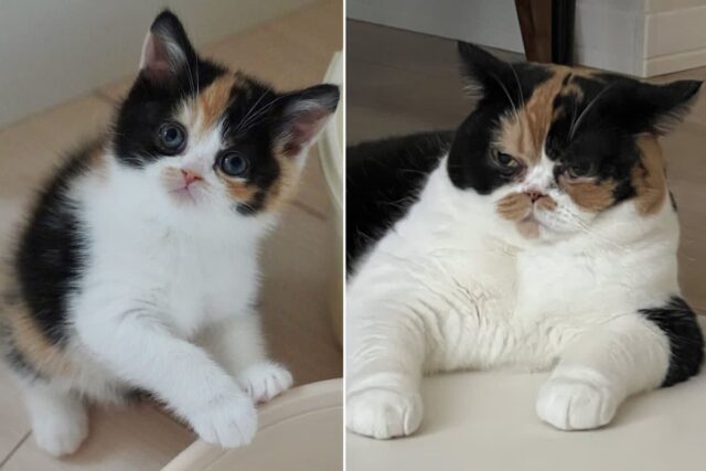 1년 만에 급 노화 온 아기고양이?..`사장님 포스 뿜뿜`