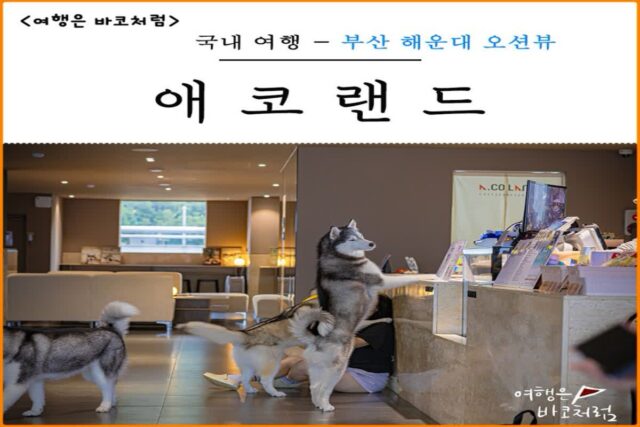 부산 해운대 오션뷰 예쁜 강아지 카페 애코랜드, 허스키들과 LCT 바다뷰