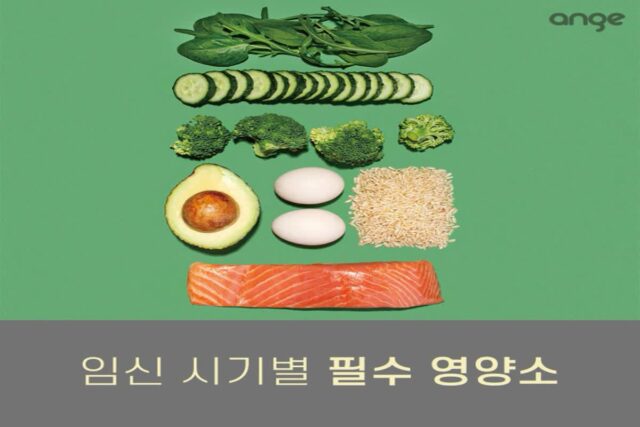 임신 시기별 필수 영양소 가이드