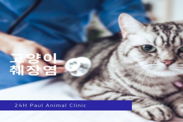 고양이 췌장염 원인과 증상, 진단과 치료까지!