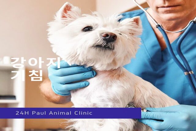 ‘환절기 댕댕이들 기침이 걱정이라면?’ 기침의 종류, 진단, 치료의 모든 것!