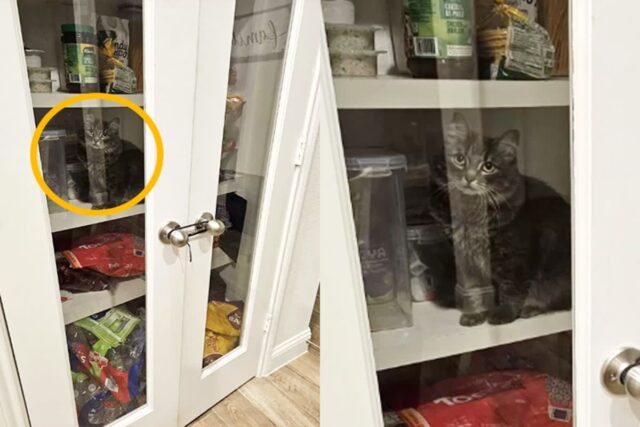 고양이 못 들어가게 간식 창고 잠가놨다가 농락당한 집사…’이미 들어가 있었네’