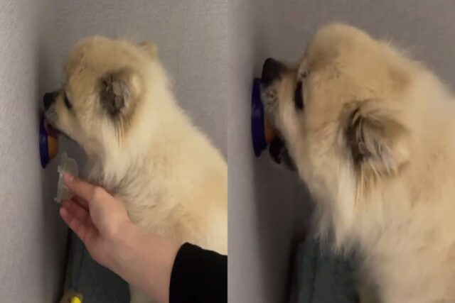 뚜껑 닫으려면 손가락 희생해야 한다는 ‘강아지 사탕’..10번만 닫을 수 있어