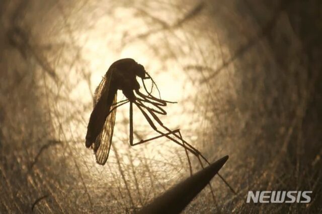 11월 초여름 ‘역주행 날씨’ 속 가을 모기 기승…중부지방 비소식