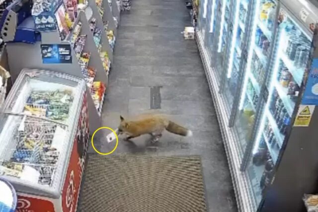 상점에서 간식 몰래 훔쳐 가는 여우 CCTV에 포착…’귀여워서 눈감아줘’