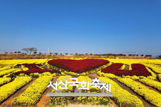11월 축제 충남 서산 가볼만한곳 풍경이 아름다운 서산국화축제