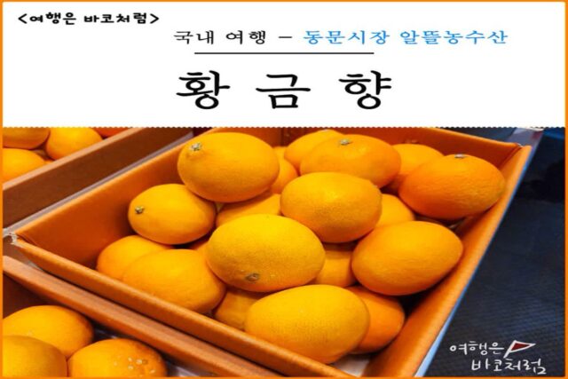 제주도 동문시장 쇼핑몰에서 먹거리 특산품 쇼핑 제주 황금향 오메기떡 야시장 시간