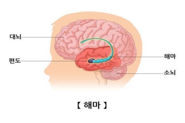 독성 단백질 없이도 ‘알츠하이머 치매’ 생긴다…원인은 ‘이것’