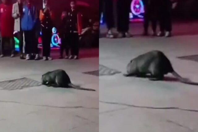 길거리에 나타난 강아지만한 ‘거대 쥐’..무서워서 가까이 가지도 못할 정도의 크기