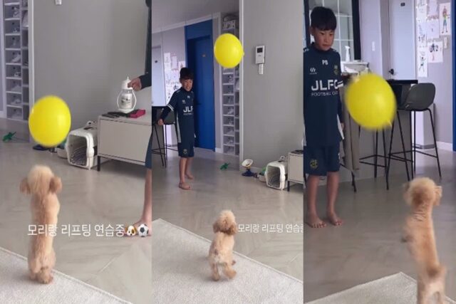 축구 꿈나무 꼬마 주인과 공놀이하면서 잔뜩 신난 강아지..’나도 슛돌이다개!’