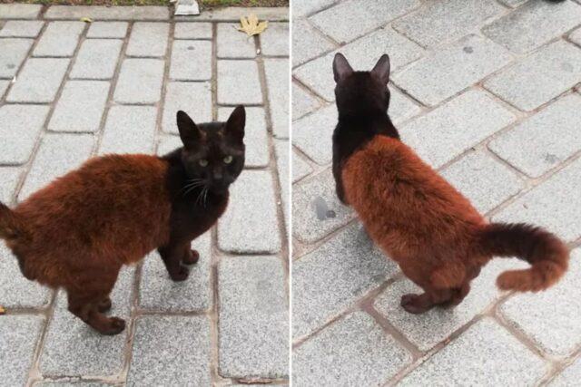 ‘잉크가 부족했나…?’ 특이한 ‘투톤’ 모색으로 화제된 길냥이