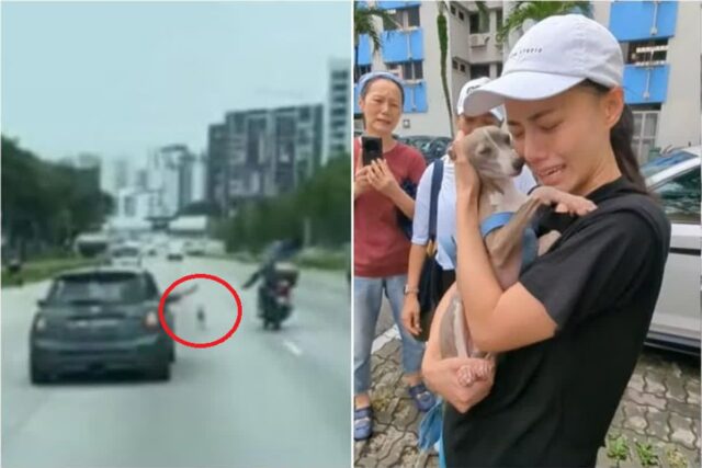 혼잡한 도로에서 극적으로 구조된 강아지, 가족과 눈물의 재회…’운전자들 덕분’