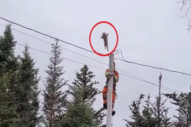 전봇대 꼭대기서 2시간 동안 갇혀있던 고양이, 구조 시도하자 그대로 ‘점프!’
