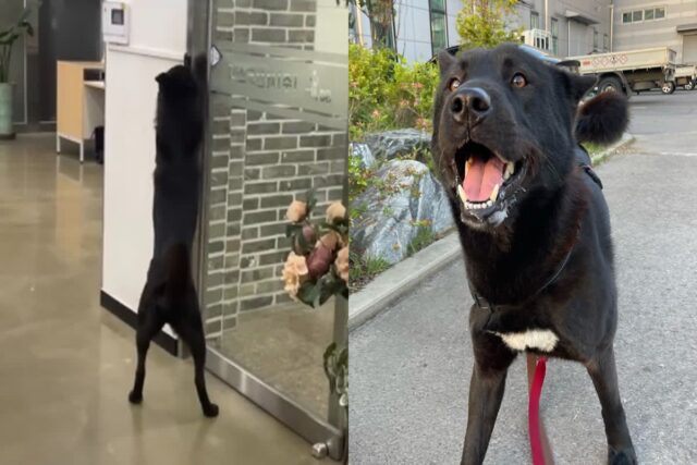 산책 끝나면 스스로 회사문 열고 들어오는 강아지..’멍대리 업무 복귀했다개’