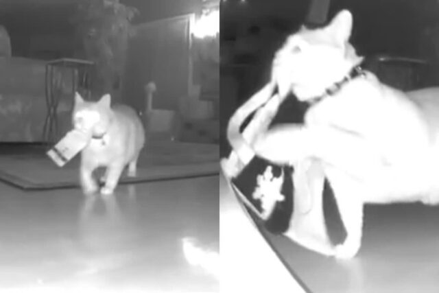 집사가 잠든 사이 크리스마스트리 장식 모두 옮긴 고양이…’맘에 들지 않는다옹!’