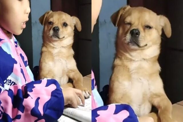 열심히 공부 가르치는 꼬마 주인과 졸음을 이기지 못한 강아지..’더는 못 버티겠어’