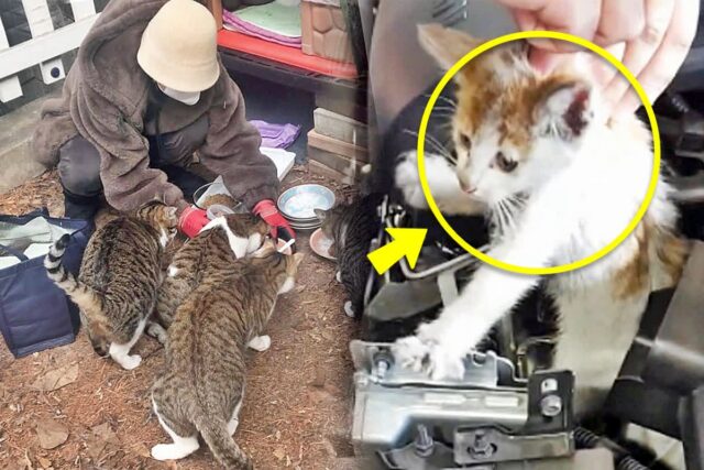 고양이 밥 주다 자동차 전손 시킨 캣맘.. 결국엔 참교육 결말 맞았죠