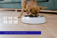 강아지 구토, 췌장염 진단과 치료 예후