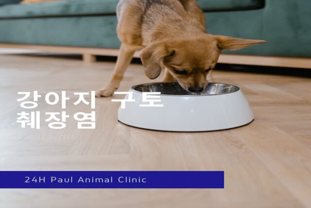 강아지 구토, 췌장염 진단과 치료 예후