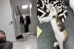 백덤블링으로 공중에서 사냥감 낚아채는 그 동물..’이름도 (주)짓수’