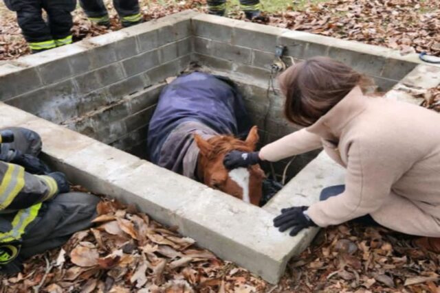 우물에 빠진 말 ‘힝힝’…눈앞 캄캄할 때 손 내민 이들은?