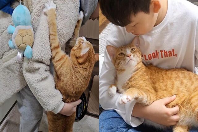 등교하는 꼬마 집사에게 가지 말라고 매달려 안긴 고양이..’발길이 안 떨어지네’