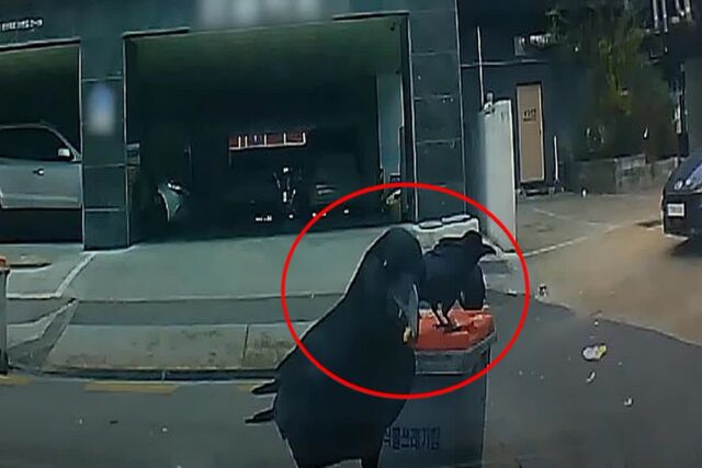 “‘음식물 쓰레기통’ 옆에 주차했는데 정말 상상도 못 한 광경이 녹화됐습니다”