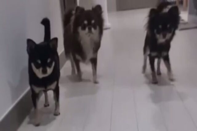 ‘오줌싸개 댕댕이를 찾아라!’ 네티즌과 힘 합친 함정수사로 범인 잡아낸 견주