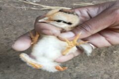 발 4개로 태어난 병아리..’기이한데 작고 귀여워’