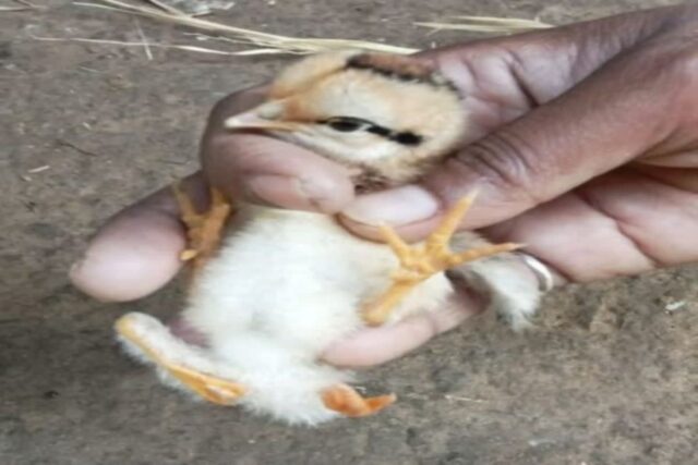 발 4개로 태어난 병아리..’기이한데 작고 귀여워’