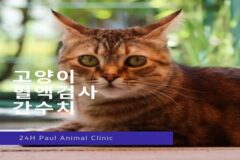 고양이 혈액검사 간수치 증가, 담관염 치료 알아보기