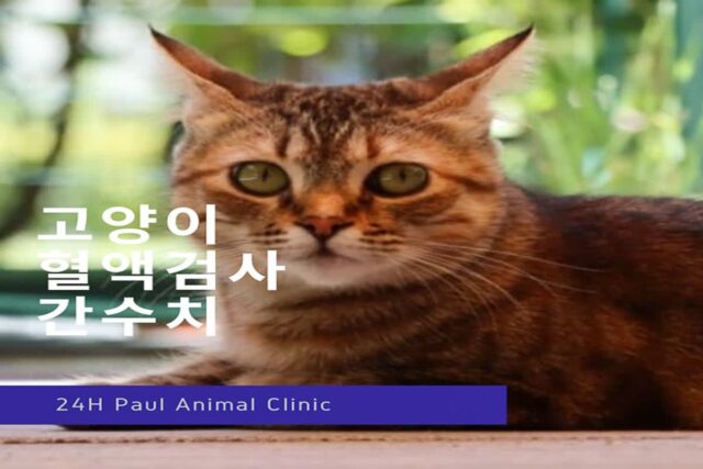 고양이 혈액검사 간수치 증가, 담관염 치료 알아보기