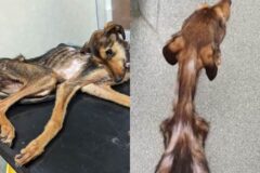 죽은 줄 알았던 뼈만 남은 개, 구조 후 살 붙은 감동 변화